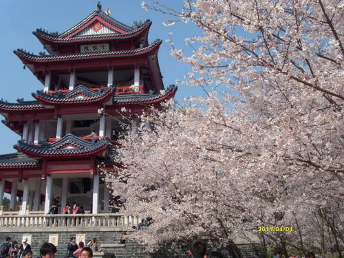 【最美的风景】鼋头渚赏樱花全攻略