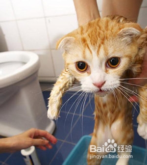 领养猫咪要注意什么