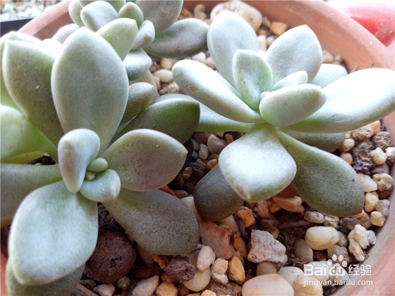 多肉植物怎么进行叶插