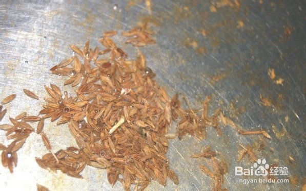 孜然香酥小黄豆