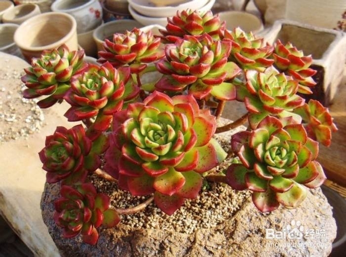 冬天多肉叶片扦插方法