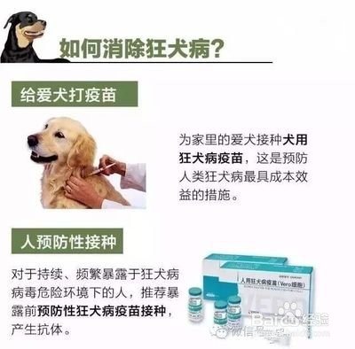 被狗咬了该怎么办?