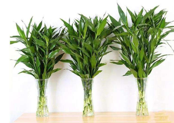 水养富贵竹根部腐烂怎么处理