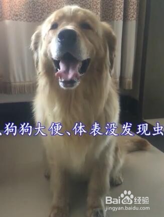 为什么狗狗要驱虫