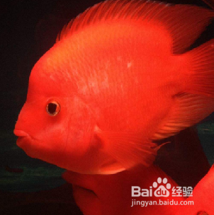 血鹦鹉鱼怎么养