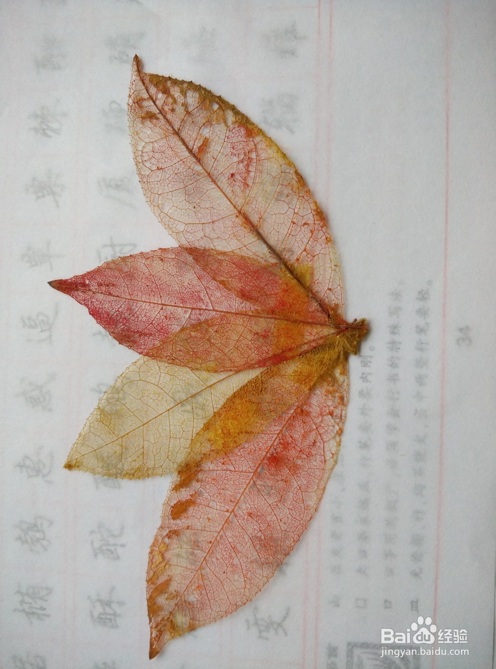 怎样制作精美的叶脉书签