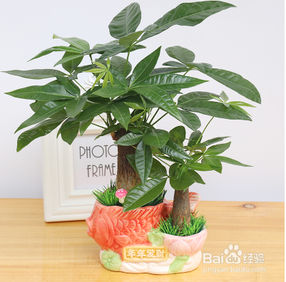 为什么别人家养的花人见人爱,你家的却人见人唉