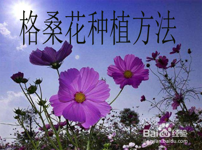 格桑花种植方法