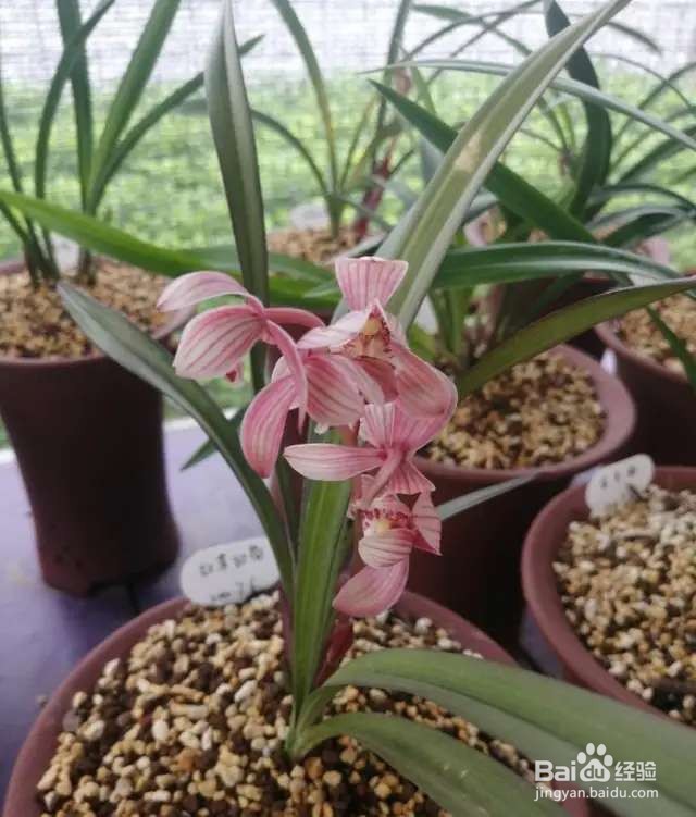 养兰花，选对品种很重要，这6种便宜又好养