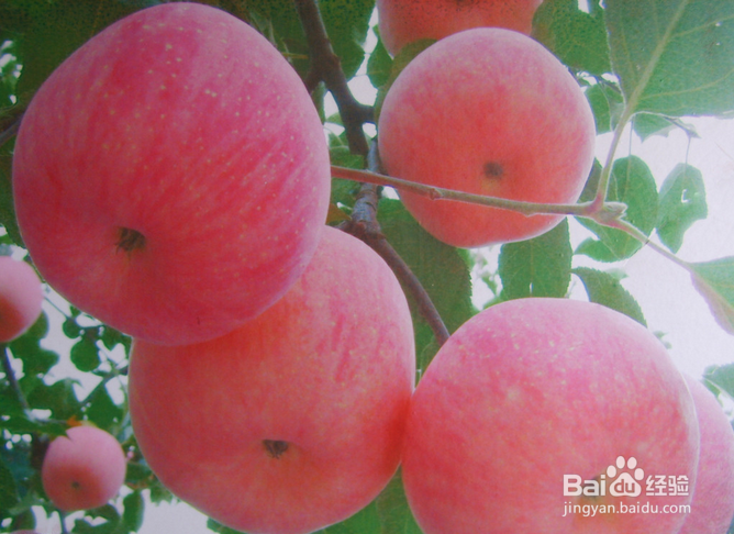 冬天排毒（癌毒）食物推荐