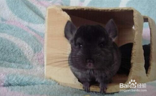 终于知道龙猫的正确抱法了，难怪之前.....