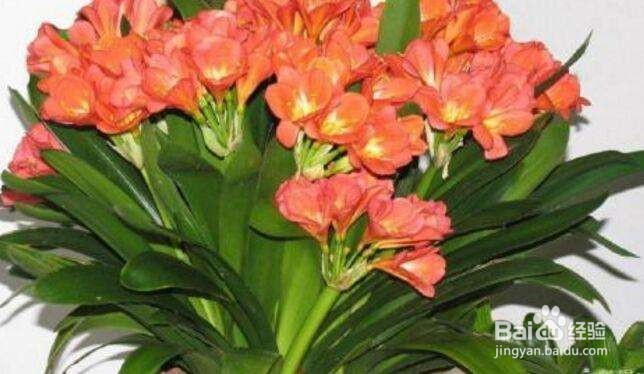 君子兰不开花怎么办? 盆里倒两滴油, 花开不断
