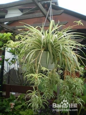 如何有效去除室内甲醛