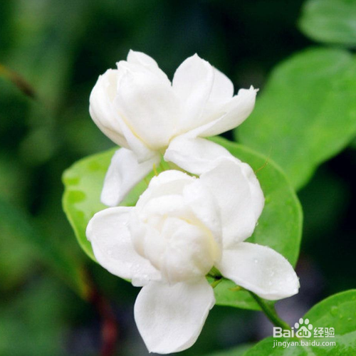 茉莉的养殖方法是什么？