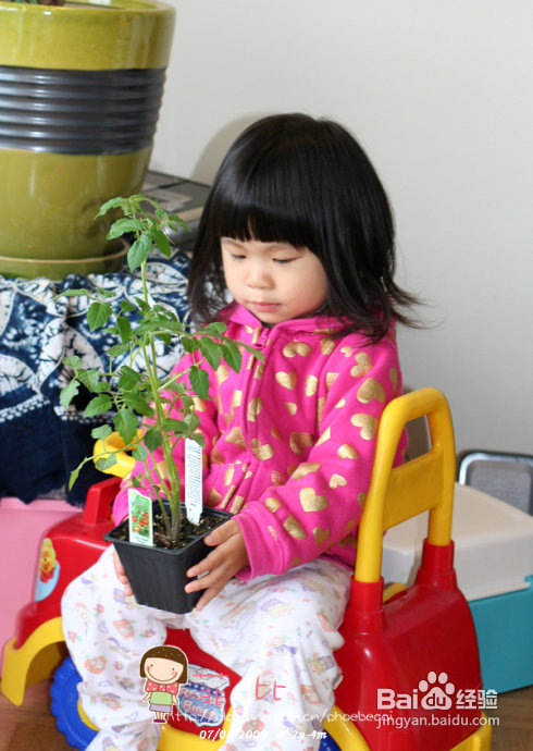 菲比的小菜苗和小花（组图）