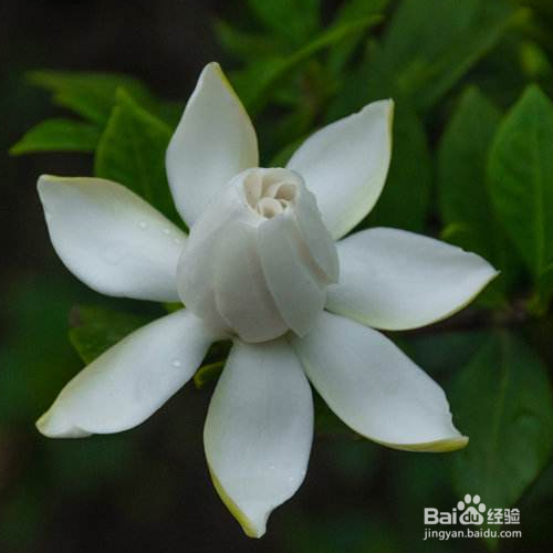 栀子花不开花是怎么回事?