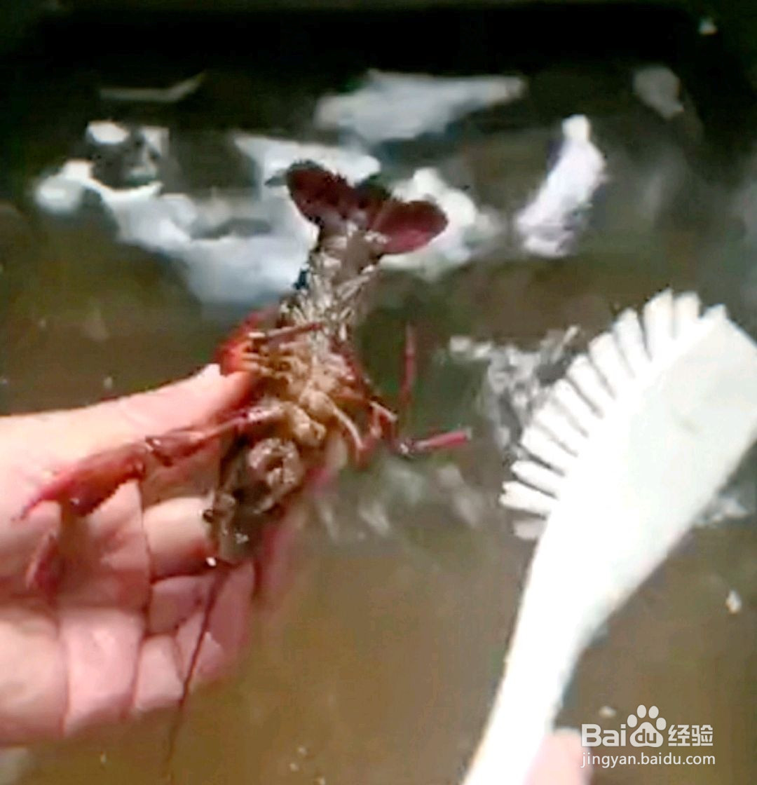 香辣小龙虾的做法