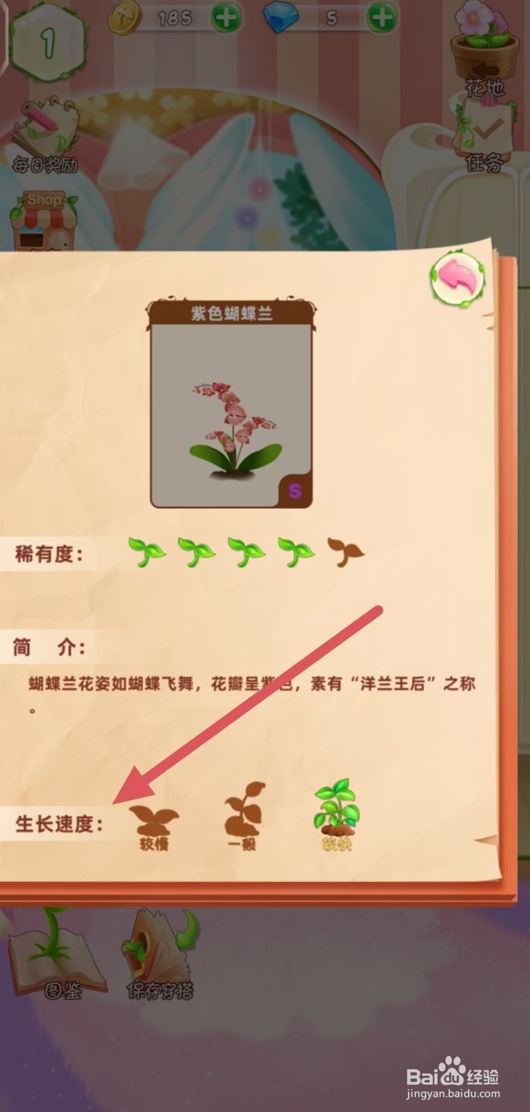 花花姑娘怎么查看紫色蝴蝶兰的生长速度