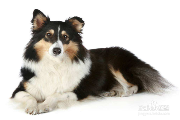 十大新手最好养的中型犬