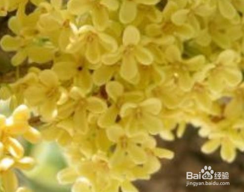 桂花盆景常见造型