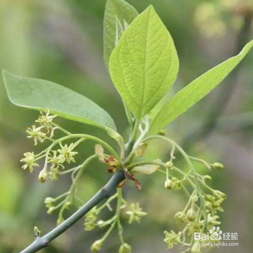 檫木的培育方法和注意事项