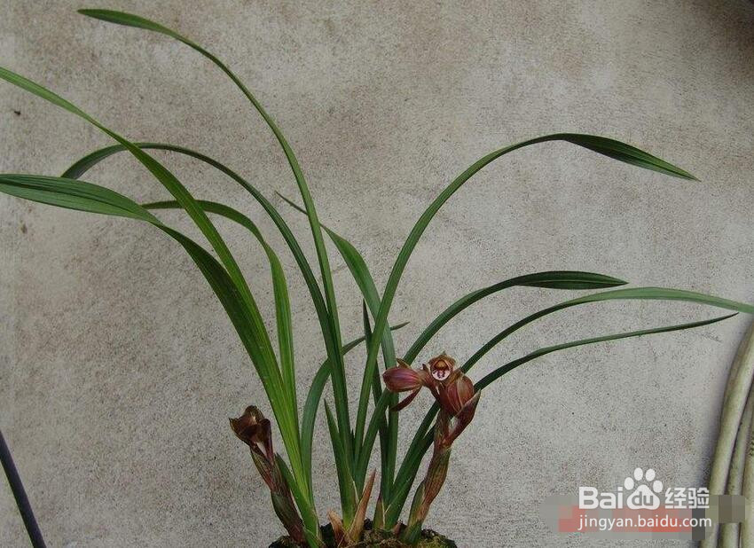 红花荷的养殖方法和注意事项