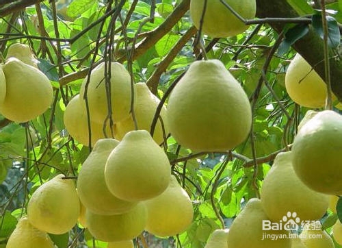 什么食物饱腹感强