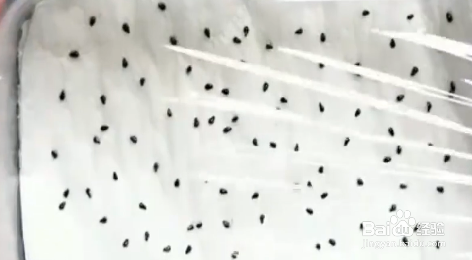 如何在家轻松种出水果？