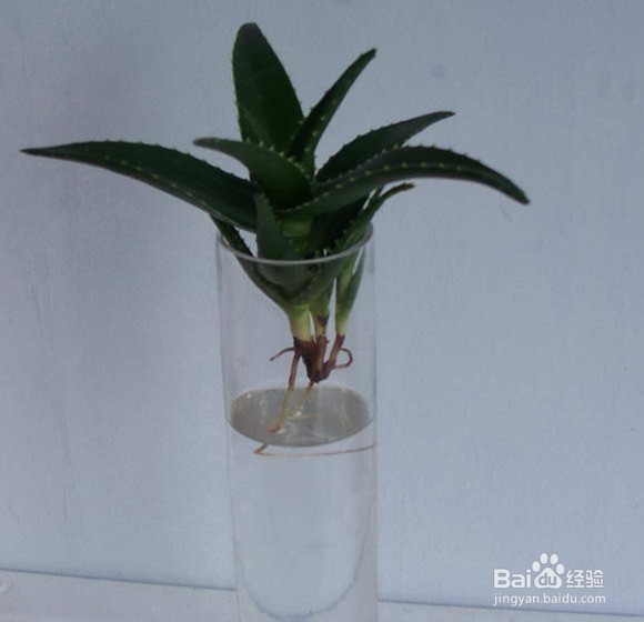 几款适合孩子养的植物
