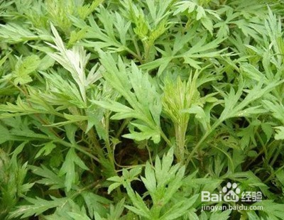 夏天宝宝身上长痱子怎么护理