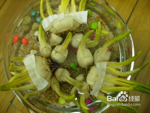 水仙的繁殖方法