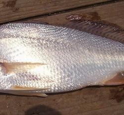 鉴别日本白姑鱼的具体方法