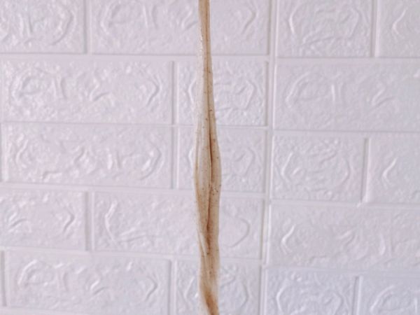 蔓越莓黑芝麻面包