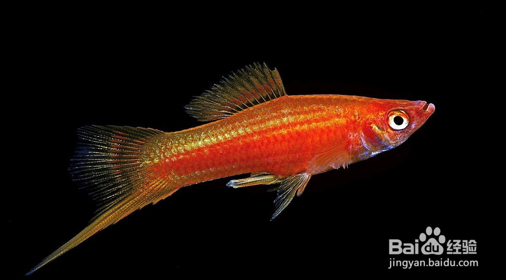 剑尾鱼的特性是什么 如何饲养