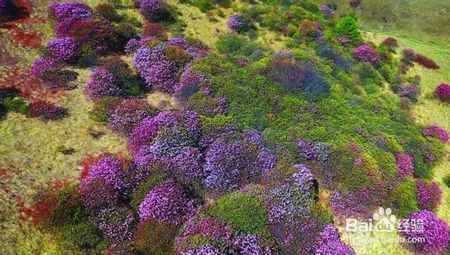 重庆5月最佳旅行地推荐