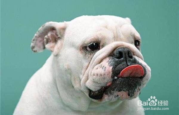 狗狗舔人的六大原因