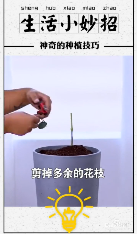 植物种植小技巧