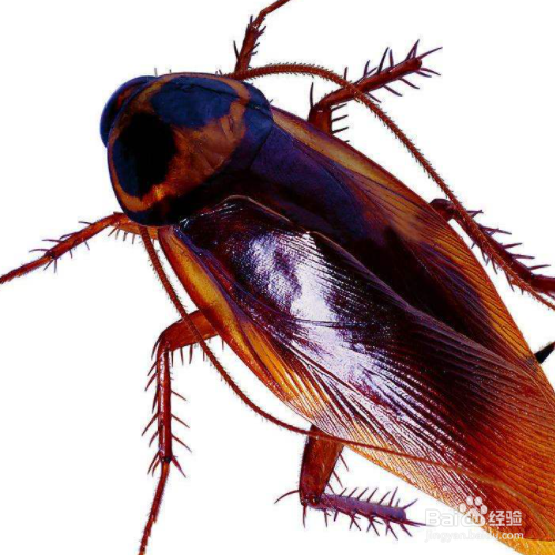 蟑螂会飞是什么情况