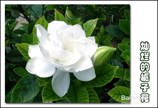 栀子花叶子发黄原因分析