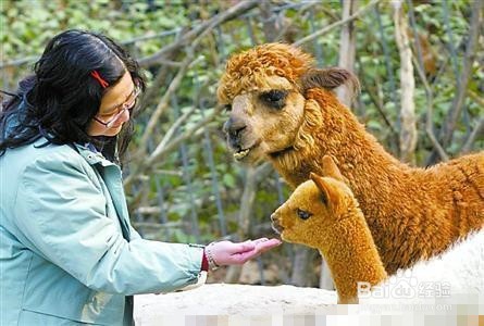 买羊驼怎么看健康