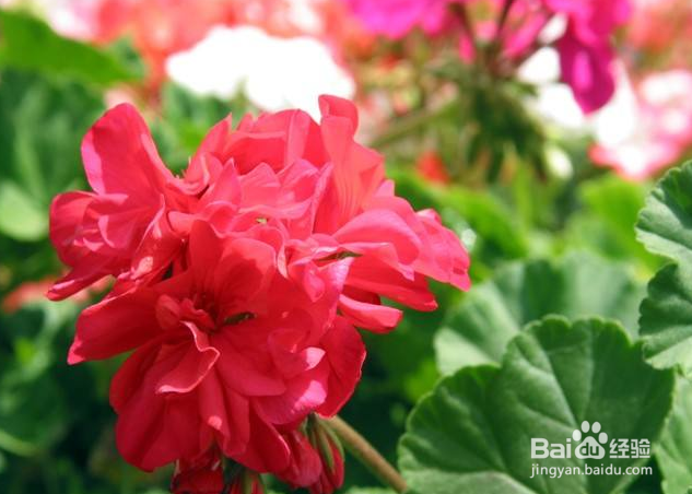 石蜡红盆栽怎么养