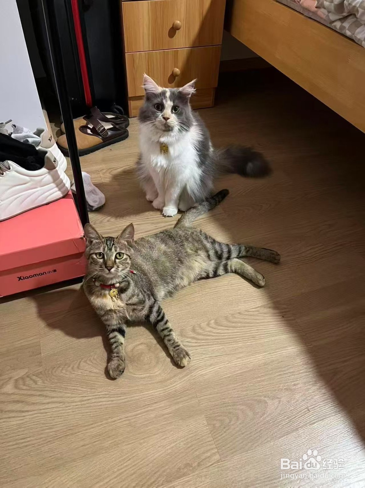 如何提高猫咪对主人的好感，提升粘人程度