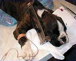 怎样给狗狗裁耳