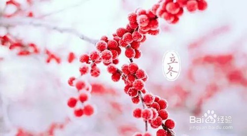 立冬食谱，龙筵冬虫夏草炖乳鸽的做法和功效