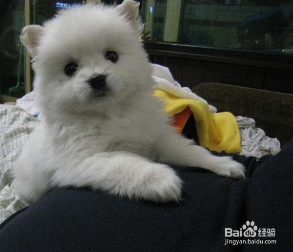 对于新手来说博美犬好养吗?博美犬的性格分析