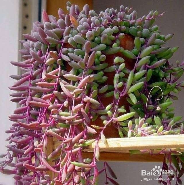 植物的窗帘你见过吗?这些绿植能满足你!