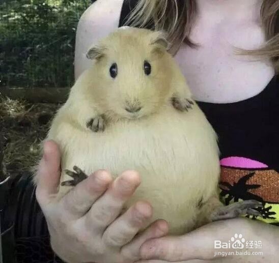 荷兰猪容易上手吗怎么训练