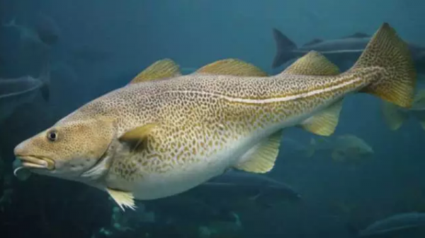 阿拉斯加狭鳕鱼豆腐汤