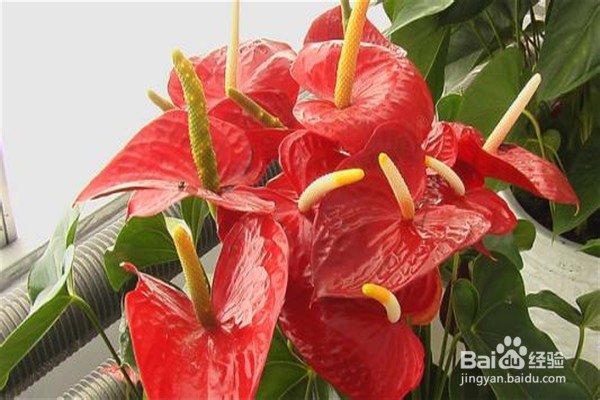 养红掌的方法和注意事项有什么?