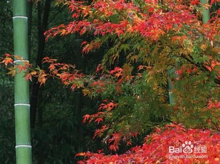 怎样判断脸上痘痘判别病症，预防病症保健康？